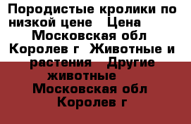 Породистые кролики по низкой цене › Цена ­ 200 - Московская обл., Королев г. Животные и растения » Другие животные   . Московская обл.,Королев г.